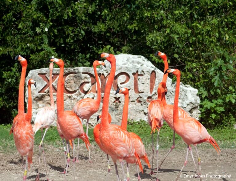 flamingos en xcaret